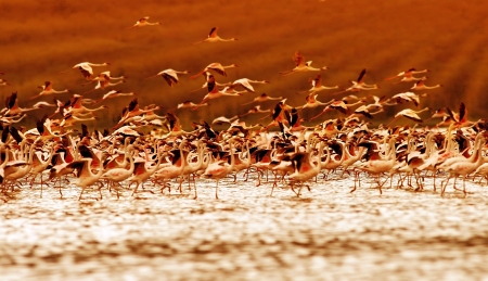 African flamingos on sunset, beautiful big birds flying, wildlife safariの写真素材