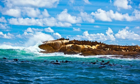 South African seals, wild colony in Atlantic ocean, beautiful seascape with animals, sea life of...