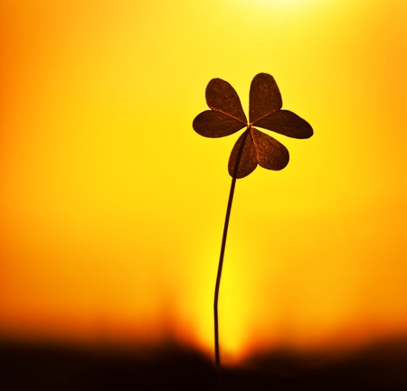 Clover at sunset, silhouette of shamrock plant over warm yellow sky background, abstract floral image, spring natureの写真素材
