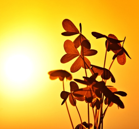 Clover at sunset, silhouette of shamrock plant over warm yellow sky background, abstract floral...