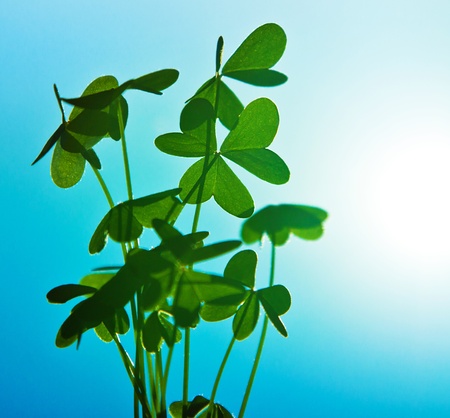 Clover at blue sky, green fresh shamrock plant, natural background, abstract floral image, spring natureの写真素材