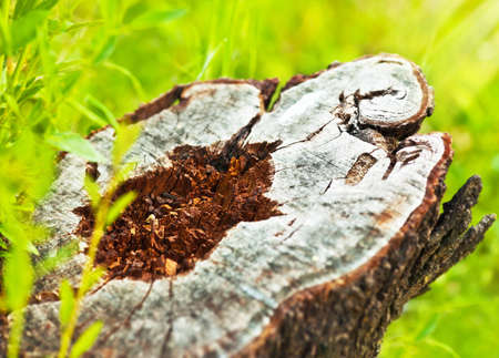 Deforestation, dead tree stump, save nature and protect earth, conceptual image of environmental...