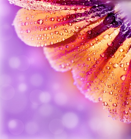 Abstract beautiful flower, colorful floral background , wet yellow petals border, daisy plant with bokeh , nature macro details, romantic decorationの写真素材