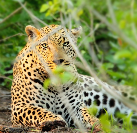 Wild leopard resting in bushes, beautiful  endangered carnivor animal, game drive wildlife safari,...