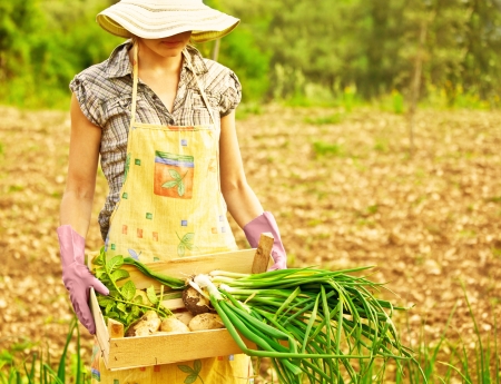 Happy woman gardener working on field, young female holding chest, girl growing organic green vegetables and fruits, summer garden, rural leisure outdoor, lady farmer, potato and onion harvest season