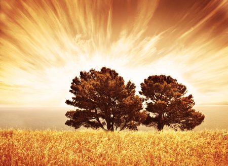 Lonely old trees, grunge autumn background, warm orange sunlight, big dry oak tree on wheat field over sunset, South Africa view, rural meadow, autumnal countryside scenery, wood over cloudy skyの写真素材