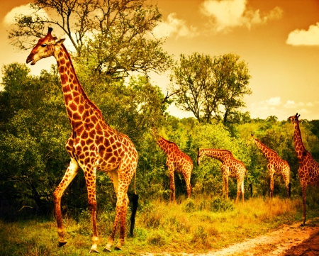 Image of a South African giraffes, big family graze in the wild forest, wildlife animals safari, Kruger National Park, bushes of Sabi Sand game drive reserve, beautiful nature of Africa continent