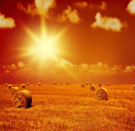 Image of beautiful orange sunset on dry wheat field, many golden rye rolls on farmland, countryside...