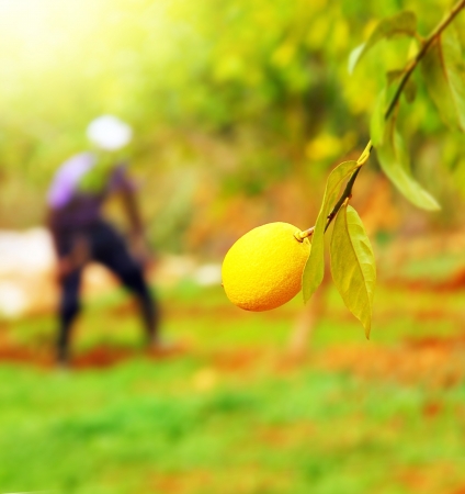 Picture of farmer working in lemons garden, closeup branch with ripe yellow juicy lemon fruitage, fruit cultivation, citrus production, person work on backyard in harvest time, vitamin C, organic foodの写真素材