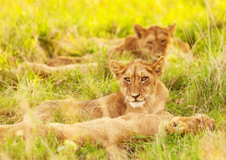 Photo of an African lion cubs , South Africa safari, Kruger National Park reserve, wildlife safari, cute small lioness child, exotic wild nature, mammal wild animal family lying down on green grass の写真素材