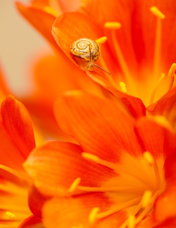 Extreme closeup of cute little snail on red crocus flower, floral background, spring nature, wild lifeの写真素材