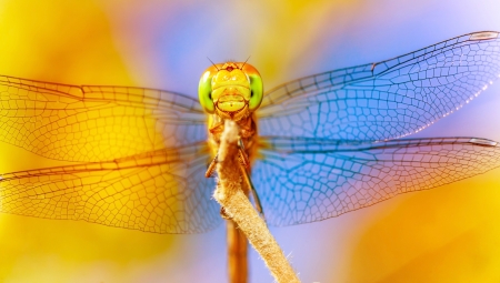Closeup of beautiful dragonfly on blue&yellow background, transparent wings, tiny insect, wild natureの写真素材