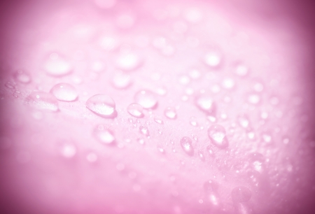 Abstract pink background, dew drops, romantic card, gentle flower petal with water drops, spring natureの写真素材