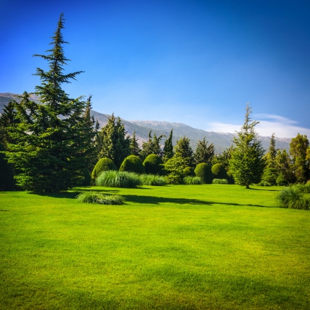 Beautiful landscape, fresh fir trees forest, green grass field, scenery valley in the mountains, clear blue sky, summer traveling concept の写真素材