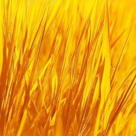 Dry yellow grass backgroundの写真素材