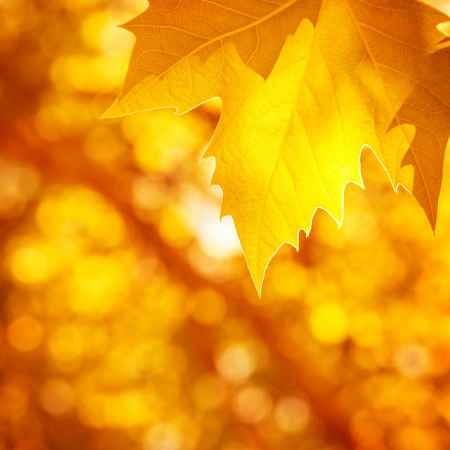 Abstract autumnal background, soft focus, dry golden maple tree leaf border, beautiful foliage, falling leaves, autumn nature conceptの写真素材
