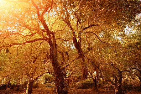 Garden of olive trees, natural background, produce of olive oil, countryside landscape, autumnal nature, harvest season, farming concept
  の写真素材