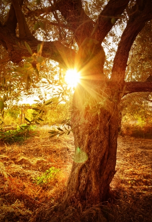 Bright yellow sun beam through olive tree branch, agricultural garden, olive oil industry, autumnal nature, harvest season, farming concept
                               の写真素材