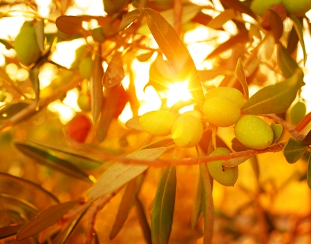 Olive tree background, fresh ripe olive fruits, natural backdrop, food industry, organic nutrition, autumnal nature, warm yellow sunset, harvest season
                               の写真素材