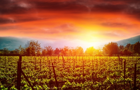 Grape valley in bright orange sunset light, agricultural landscape, autumn nature, vineyard, grapevine industry, viticulture, wine productionの写真素材