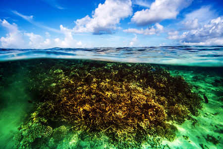 Beautiful coral garden underwater, diving on Maldives, blue cloudy sky, turquoise water, luxury summer vacation, beauty of wild natureの写真素材