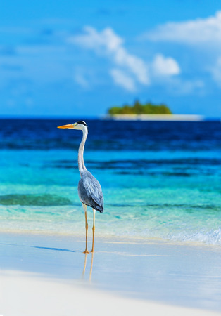 Grey heron standing on the beach on Maldives island, looking on the ocean, beautiful wild bird, exotic nature, summer tourism conceptの写真素材