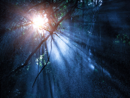 Fog in the mysterious rainforest, sun rays are shining through high dark trees, tropical woods,...