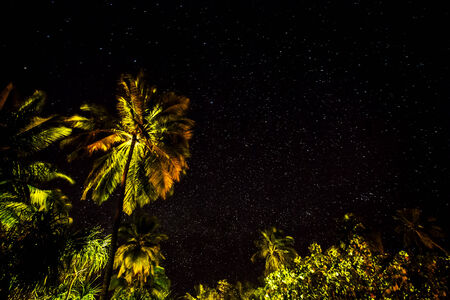 Fresh green palm leaves border on black starry night background, wonderful beauty of exotic nature, tropical vacation concept
の写真素材