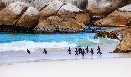 Wild South African penguins, colony of Black-footed Penguins walking on Boulders beach in Simons Town, beauty of wildlifeの写真素材