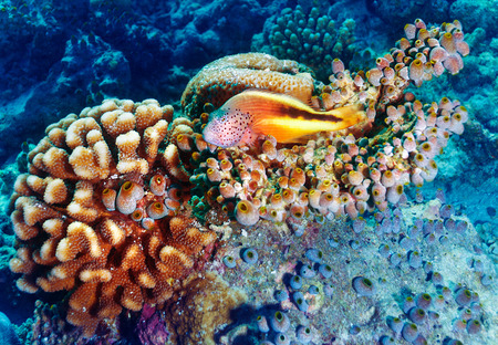 Amazing undersea nature, beautiful colorful coral garden and clownfish between it, beauty of exotic nature, tropical vacation concept の写真素材
