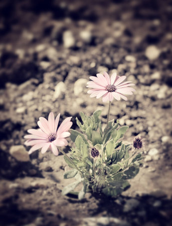 Grunge style photo of beautiful lonely daisy flowers bush growing in the soil on the field, fine...