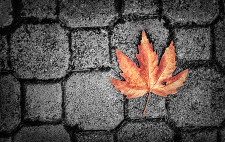 Abstract autumn background, grunge style photo of dry maple leaf on gray brick wall, detail of fall nature, weather change conceptの写真素材