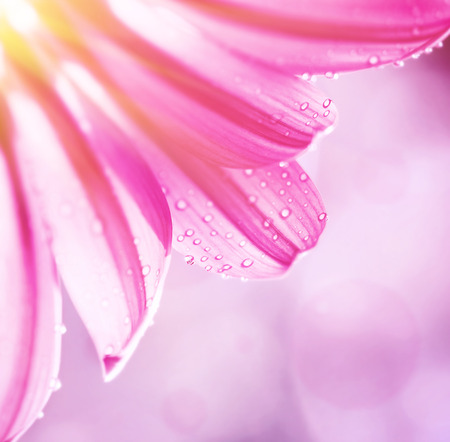 Gentle pink floral border, beautiful gerbera on blur background, dew drops on tender flower petals, cute greeting card for mothers day, beauty of spring seasonの写真素材