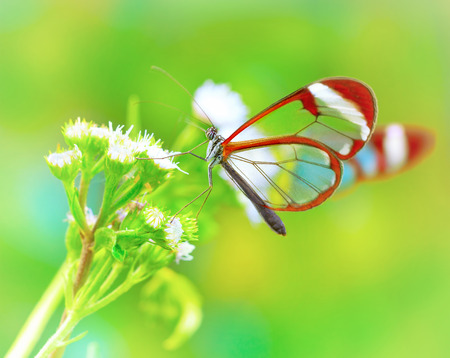 Beautiful butterfly sitting on fresh wild flower in the forest, Glasswinged butterfly, Greta oto, gorgeous insect from Costa Rica, Central Americaの写真素材