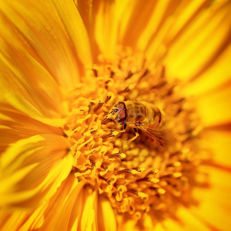 Beautiful little bee on a bright yellow gerbera flower, cute insect collects pollen from flower to...
