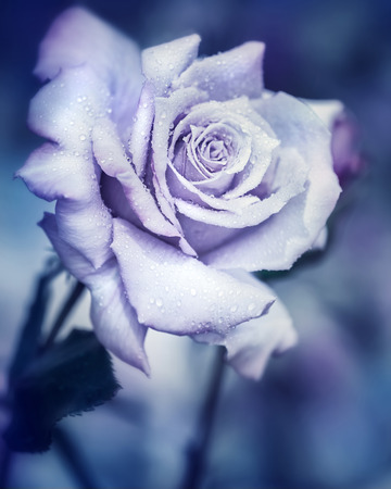 Vintage rose at night, beautiful gentle flower with raindrops under the moonlight, dreamy fantasy gardenの写真素材