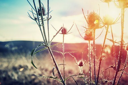 Thistle on sunset, thorny weed growing on wild field, beauty of wild nature, amazing landscape, autumn seasonの写真素材