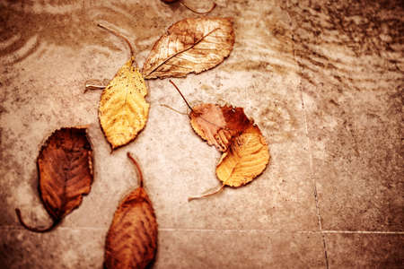 Fallen dry autumn leaves in the puddle, abstract natural background, traditional autumnal sadness and depression, season changes conceptの写真素材