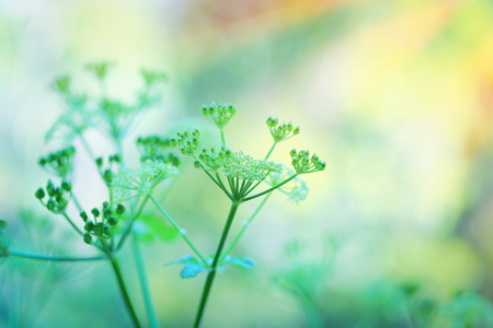 Closeup photo of a gentle green flowers over blurry pastel background, spring season, beauty of wild natureの写真素材