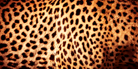 Beautiful leopard skin background, natural orange fur with black spots, wild African animal skin patternの写真素材
