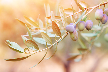 Olive tree branch in sunset light, black olive trees garden, cultivation of traditional mediterranean fruits, autumn harvest seasonの写真素材