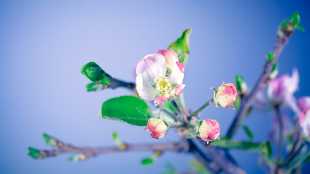 Gentle apple tree flowers over blue sky background, beauty of spring nature, season of blooming of fruits trees, orchard blossoming
の写真素材