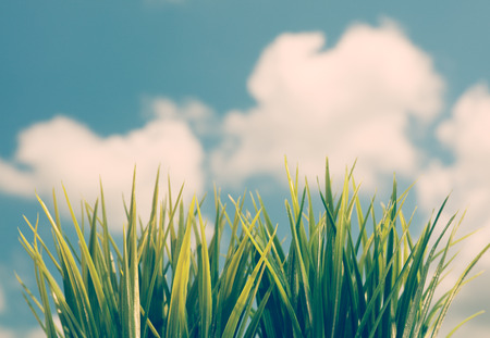 Fresh green grass over blue sky with white clouds, abstract natural background, freshness of spring seasonの写真素材
