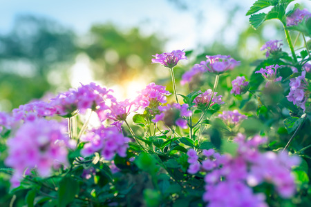 Beautiful floral bush in the orchard in sunny day, fresh green shrub with purple flowers on the...