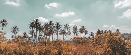 Palm trees plantation, beautiful tropical landscape, exotic farmland, countryside of Sri Lanka, summer vacation on the tropical islandの写真素材