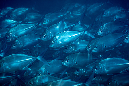 Flock of fish under water, blue natural background, beautiful underwater nature, wild sea life,...