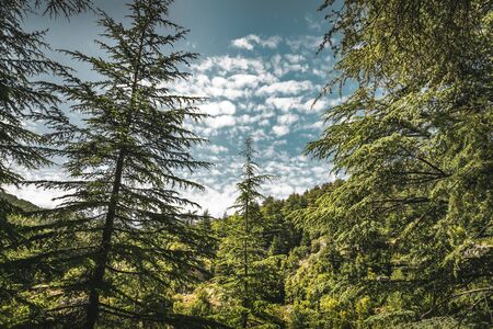 Amazing big cedar trees over beautiful cloudy sky