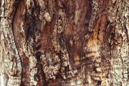 Closeup photo of an old tree trunk with cracked bark on it, abstract natural background, autumn...
