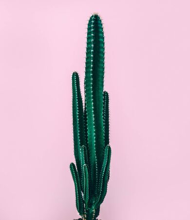 Closeup photo of a fresh green cactus isolated on pastel pinkの写真素材