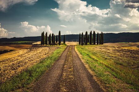 Beautiful view of the Italian countryside, dirt road goes through wheat fields along which majestic high cypress trees standの写真素材